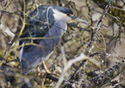 Nycticorax nycticorax